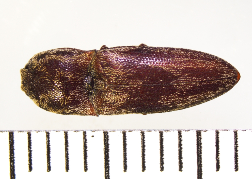 Click beetle