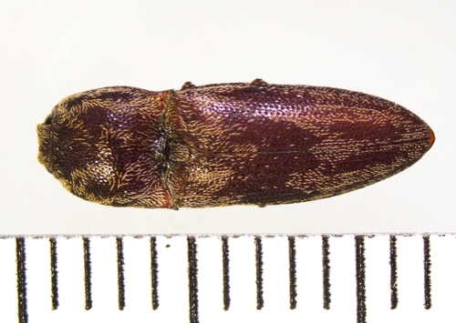 Click beetle