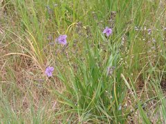 Arthropodium strictum