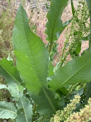 Rumex crispus