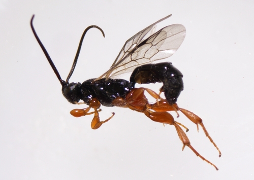 Triclistus pallipes