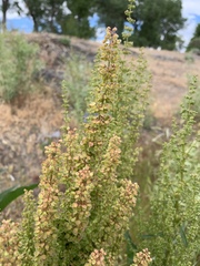 Rumex crispus