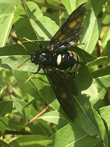 Elm sawfly