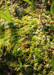 Epelis truncataria