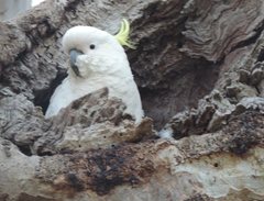 Cacatua galerita