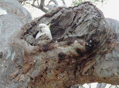 Cacatua galerita