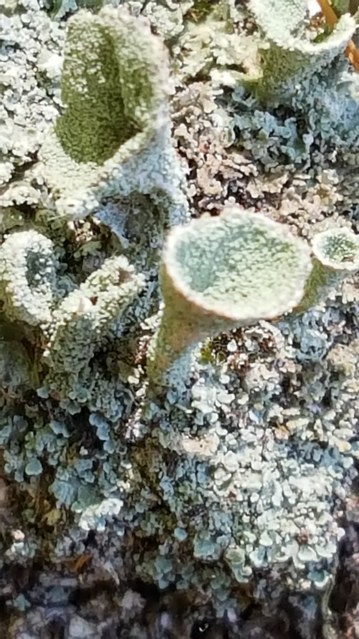 Cladonia fimbriata image