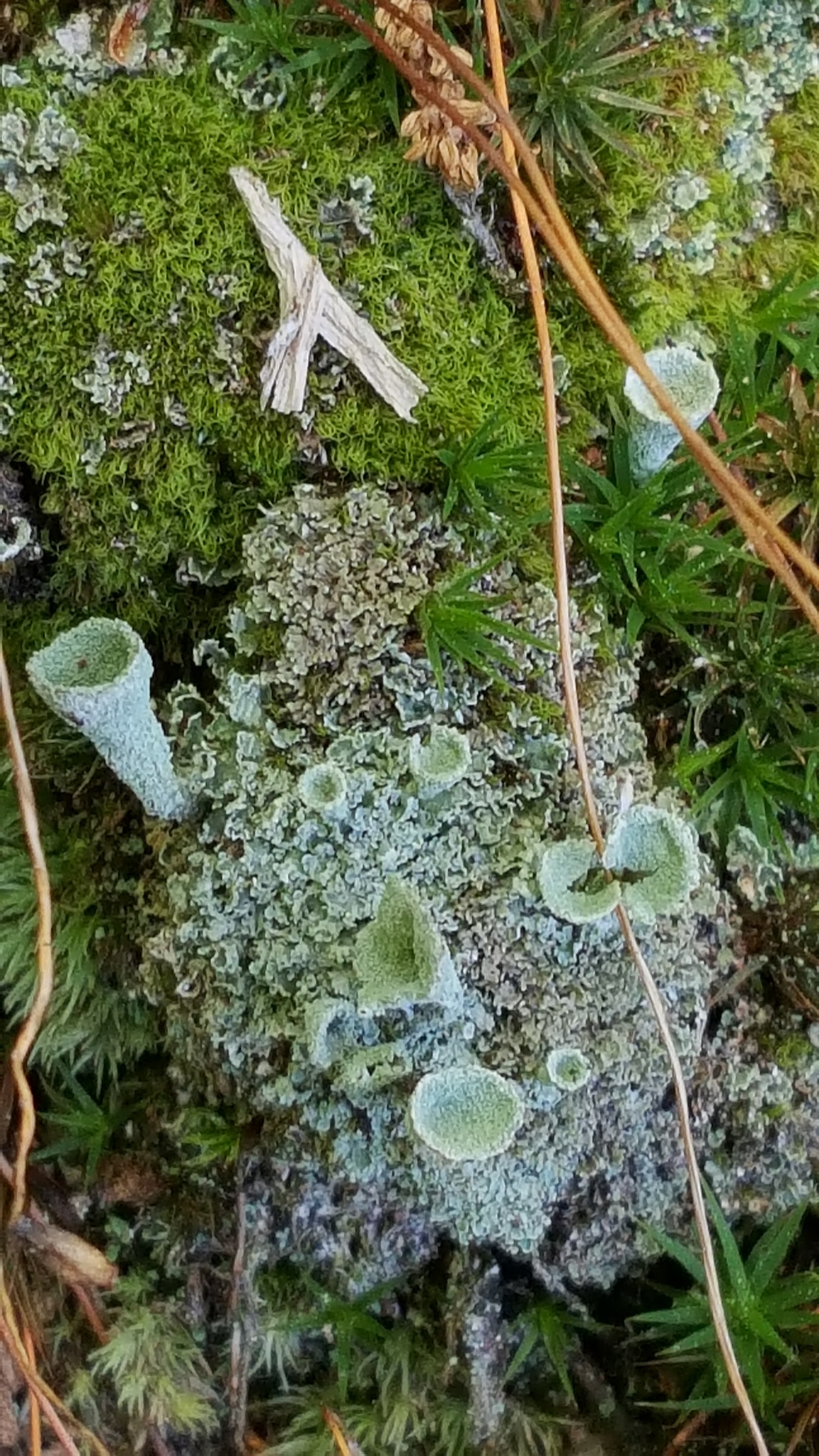 Cladonia fimbriata image