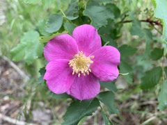 Rosa woodsii