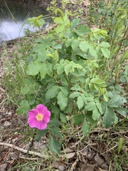 Rosa woodsii