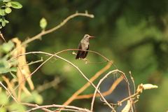 Phaeoptila sordida