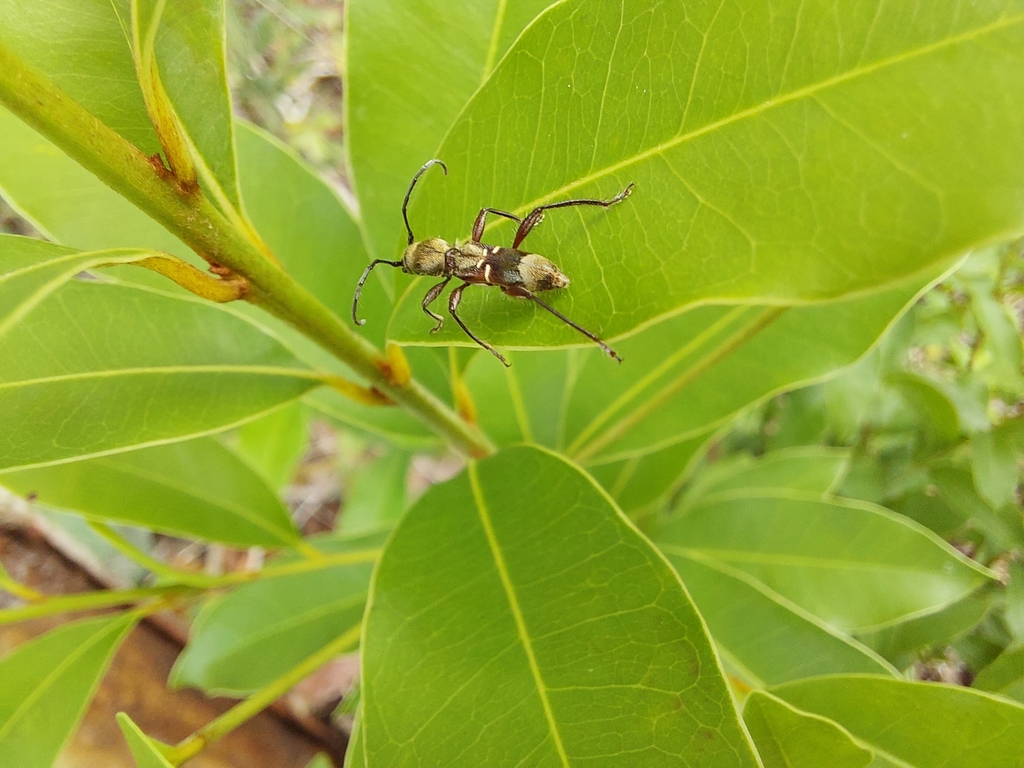Euderces noguerai