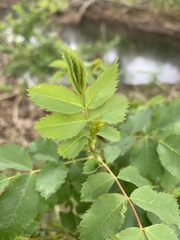 Rosa woodsii