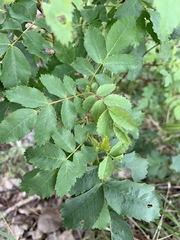 Rosa woodsii
