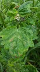 Phacelia malvifolia