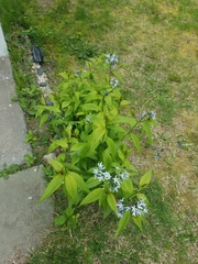Amsonia tabernaemontana