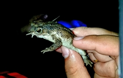 Rhinella humboldti