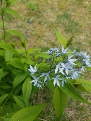 Amsonia tabernaemontana
