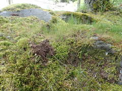 Festuca microstachys pauciflora