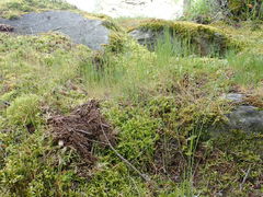 Festuca microstachys pauciflora