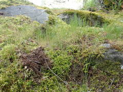 Festuca microstachys pauciflora