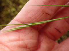 Festuca microstachys pauciflora