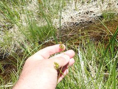 Carex echinata