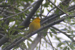 Setophaga petechia morcomi