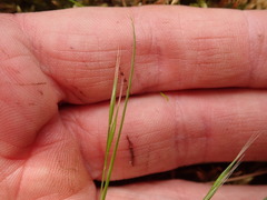 Festuca microstachys pauciflora