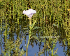 Datura ceratocaula