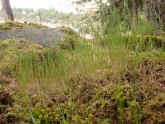 Festuca microstachys pauciflora