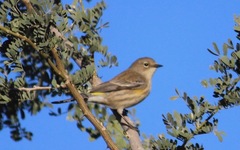 Setophaga coronata