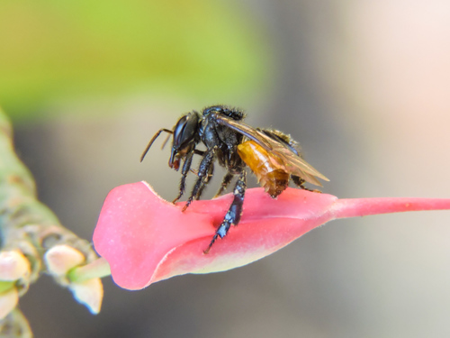 Red-tailed Stingless Bee