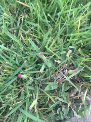 Emilia sonchifolia image