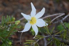 Erythronium montanum