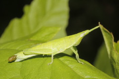 Sphenacris crassicornis