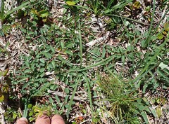 Sanguisorba officinalis