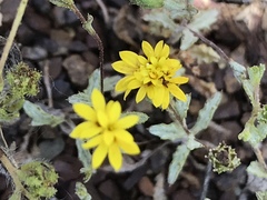 Lessingia germanorum