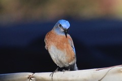 Sialia mexicana