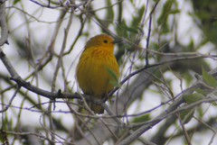 Setophaga petechia morcomi