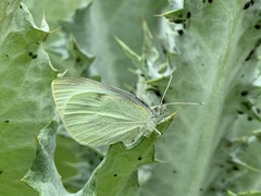 Pieris rapae