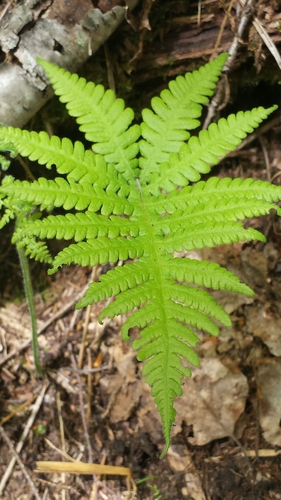 long beech fern