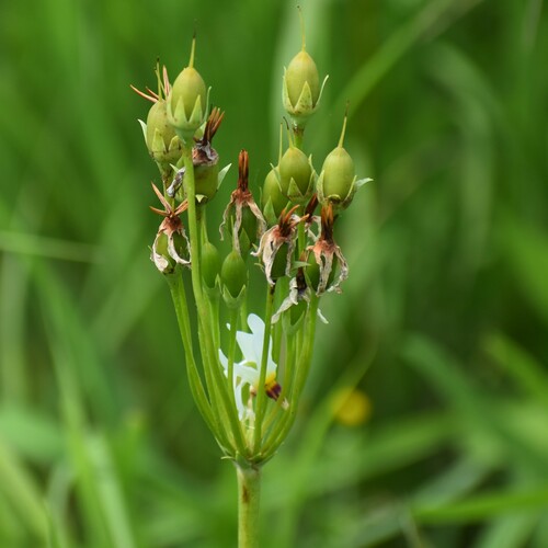 eastern shooting star