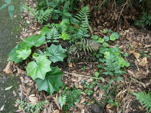 Farfugium japonicum iNat (2)
