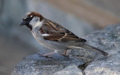 Passer domesticus