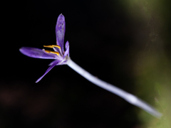 Exacum paucisquamum