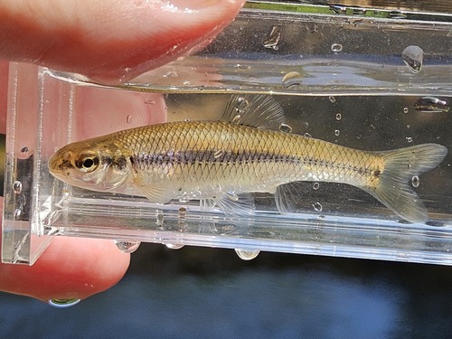 Bluntnose Minnow