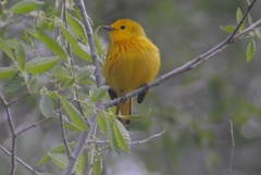 Setophaga petechia morcomi