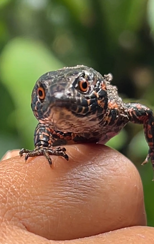 Tropical Lightbulb Lizard, Andinosaura oculata