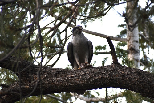 American Goshawk photographed in Utah